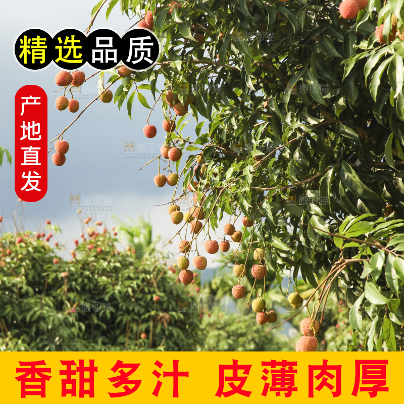 树上的荔枝