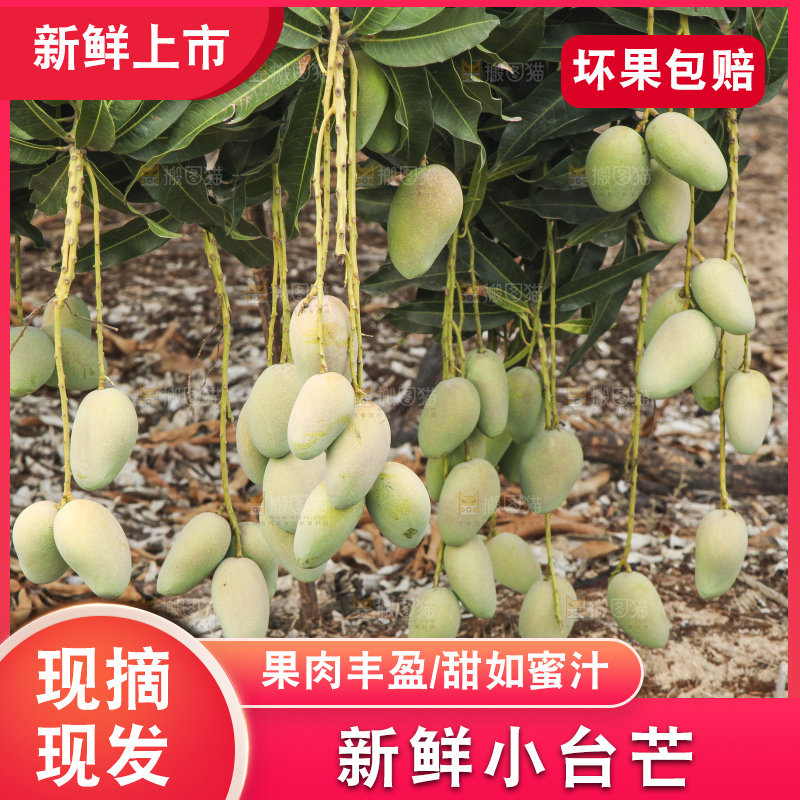 树上的小台芒