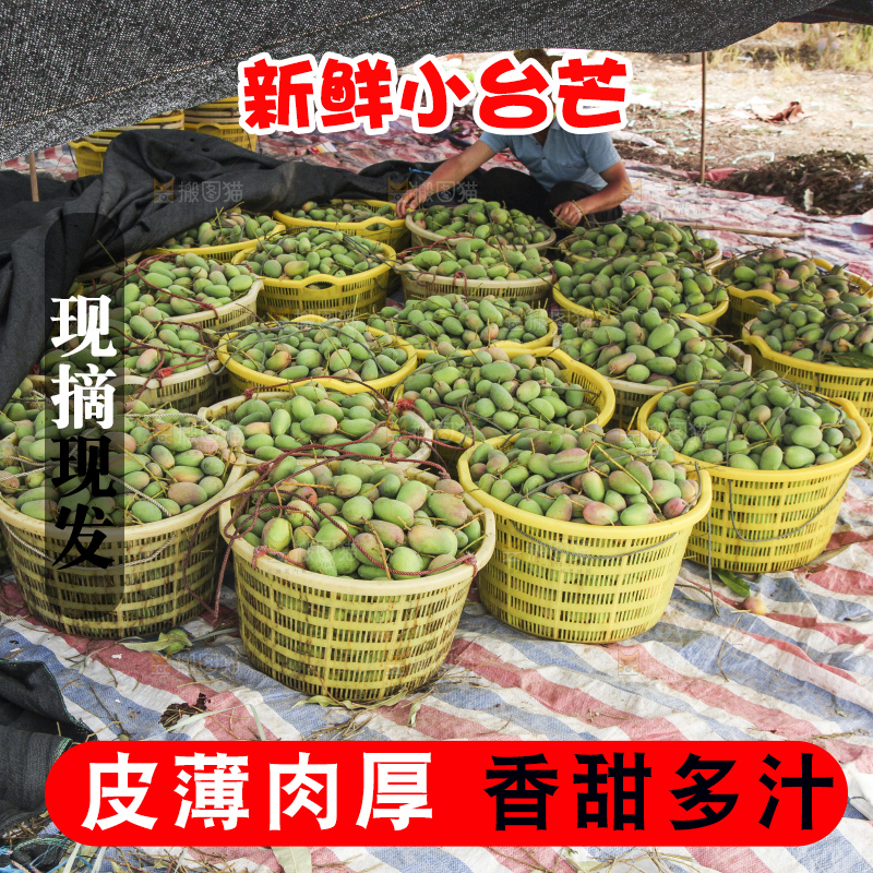 树上的小台芒