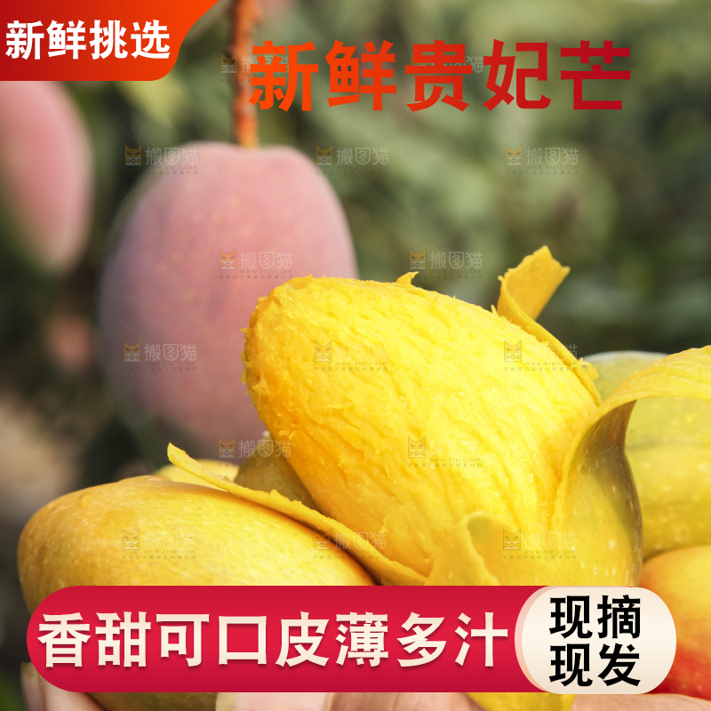 树上的新鲜芒果