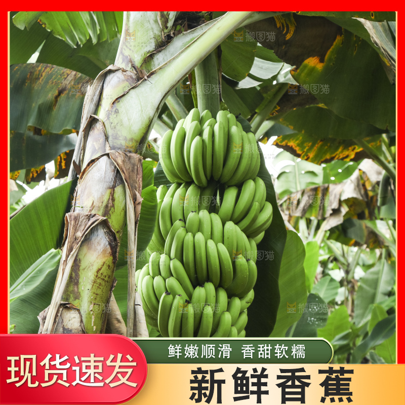 树上的新鲜香蕉