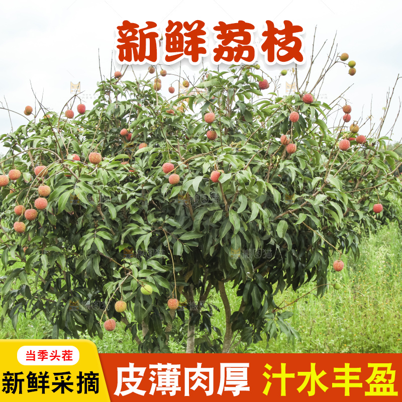 树上的荔枝