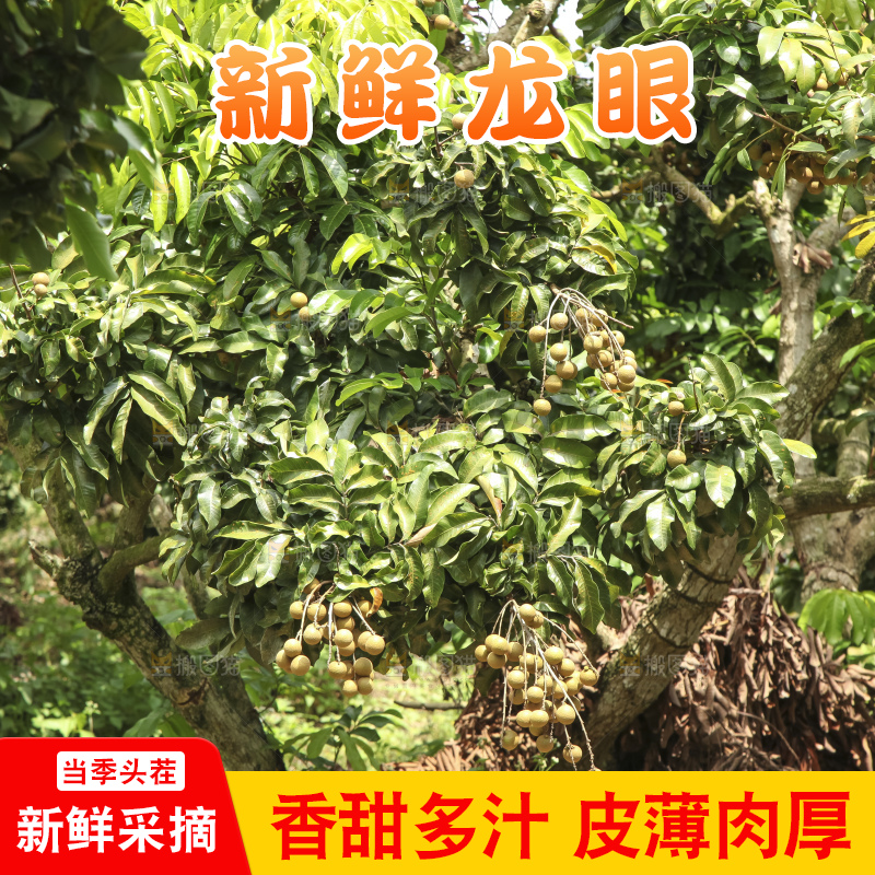 树上的新鲜龙眼