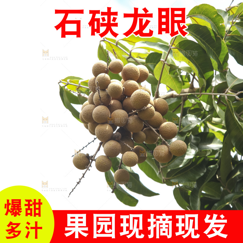 树上的新鲜龙眼