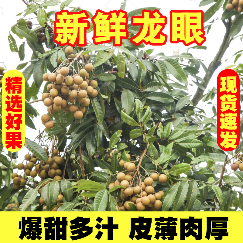 树上的新鲜龙眼