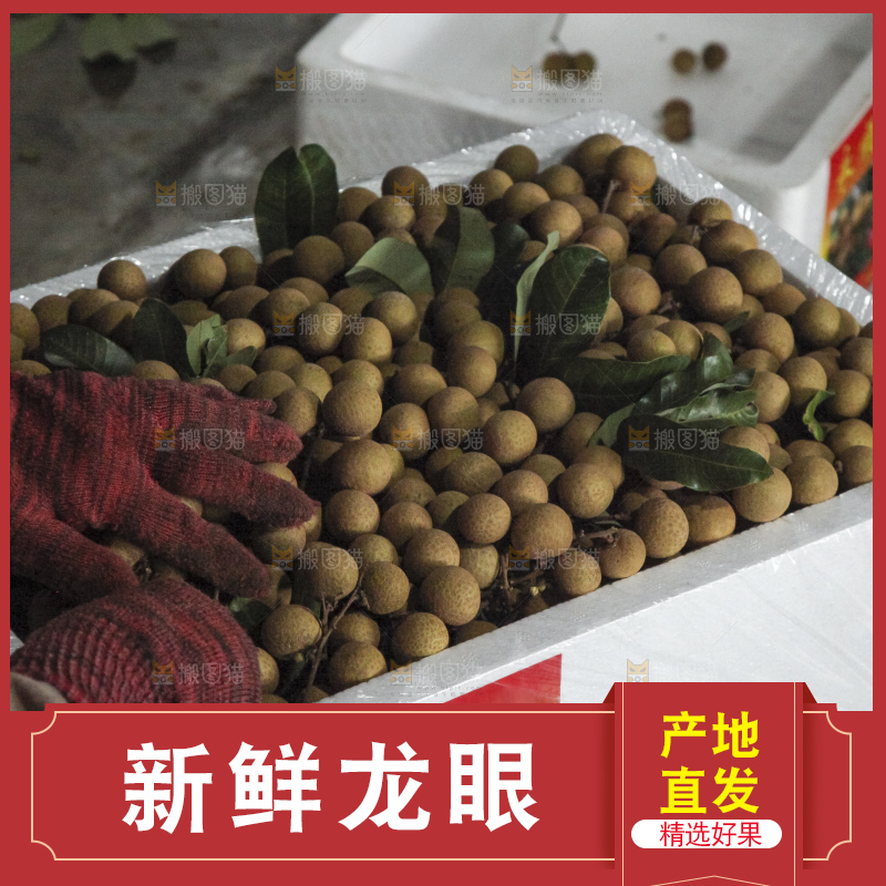 树上的新鲜龙眼