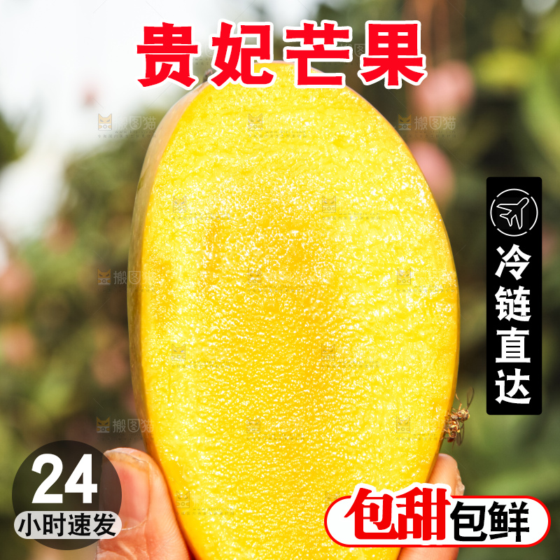 树上的新鲜芒果
