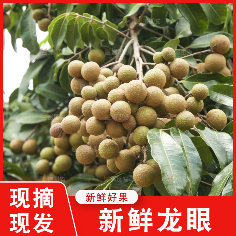 树上的新鲜龙眼