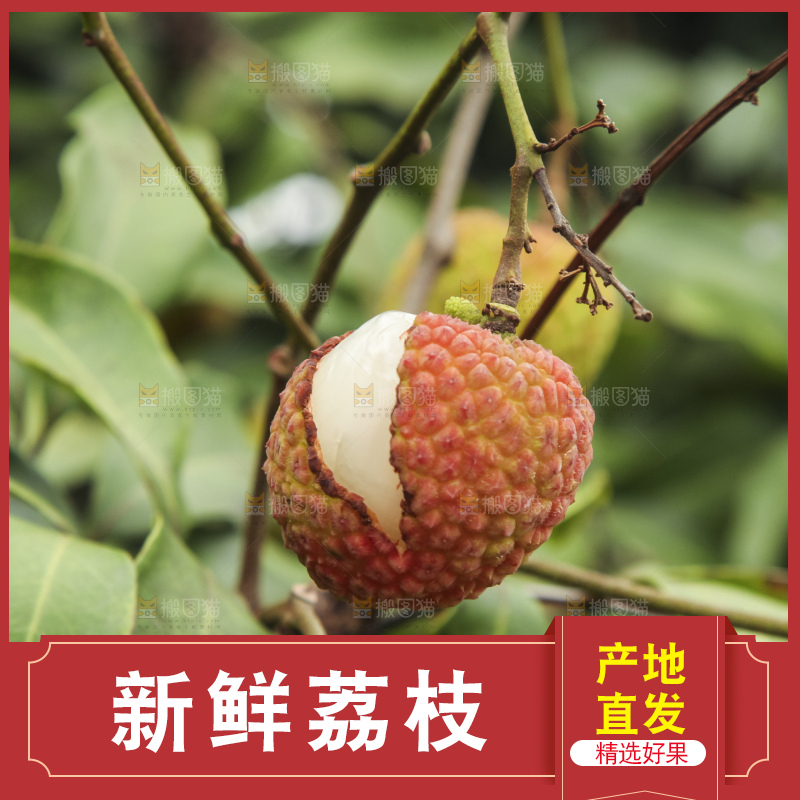 树上的荔枝