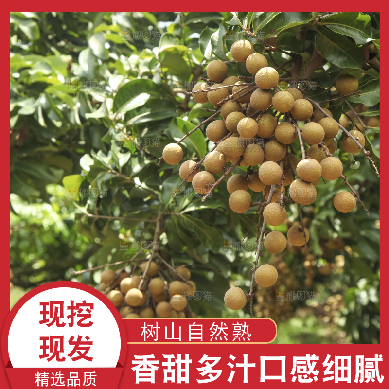 树上的新鲜龙眼