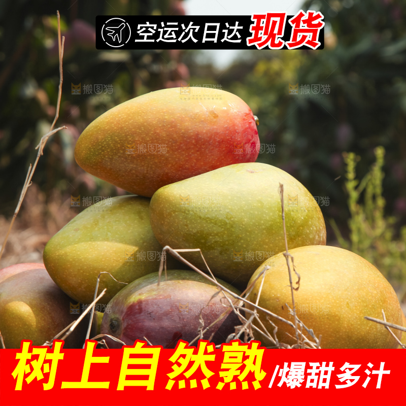 树上的新鲜芒果