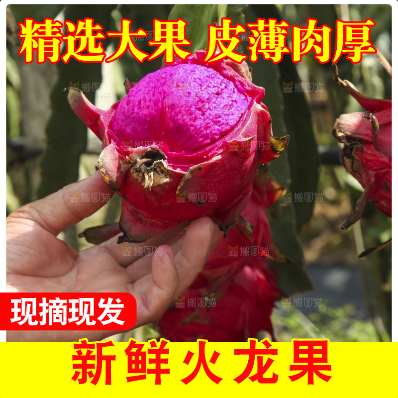 火龙果产地
