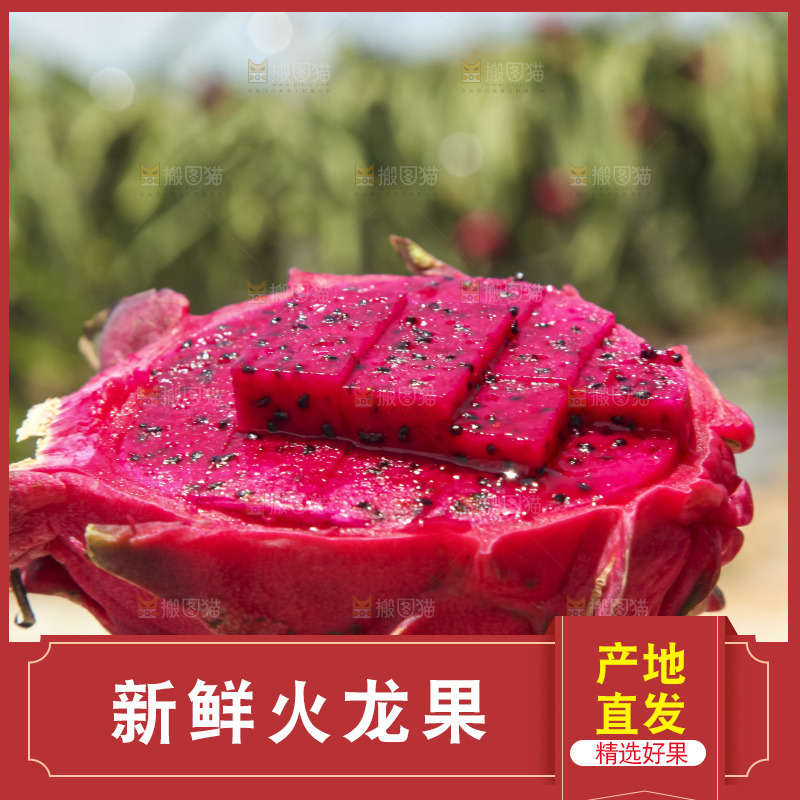 火龙果产地