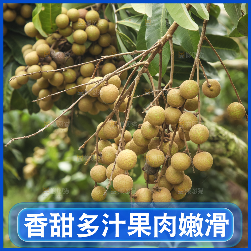 树上的新鲜龙眼
