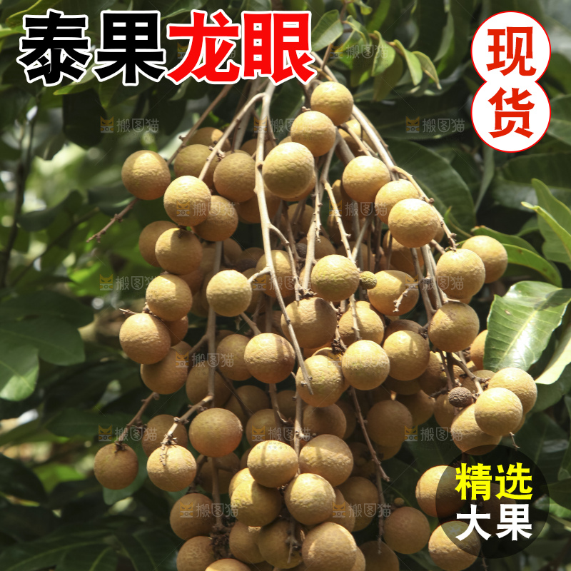 树上的新鲜龙眼