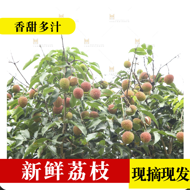 树上的荔枝