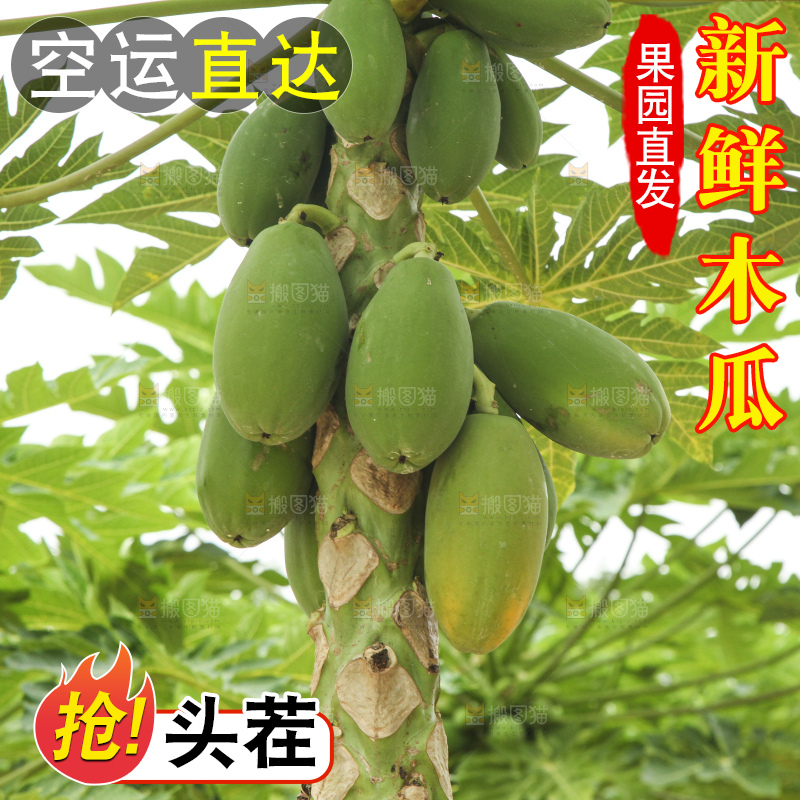 树上的木瓜