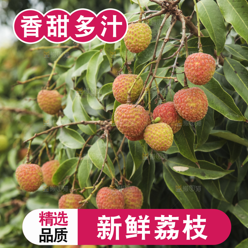 树上的荔枝