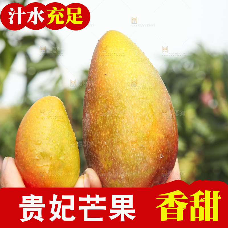 树上的新鲜芒果