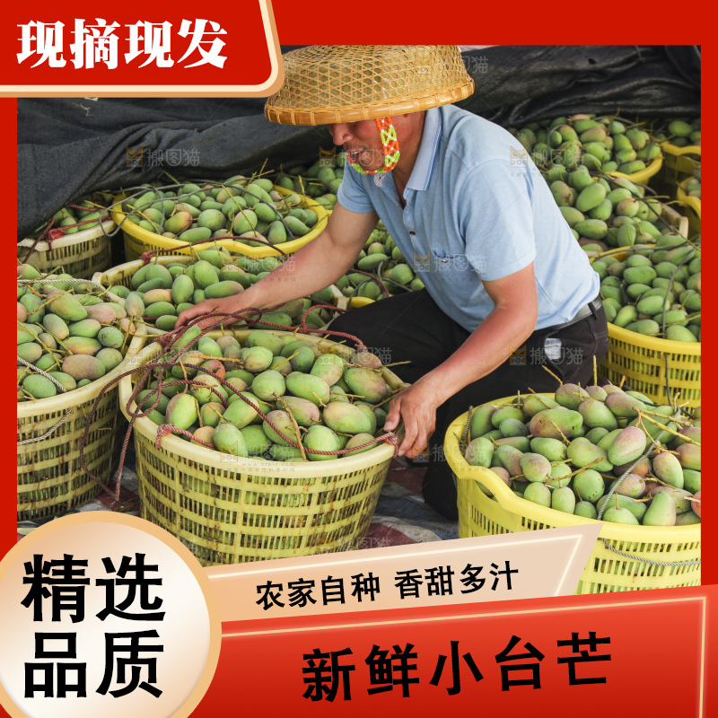 树上的小台芒