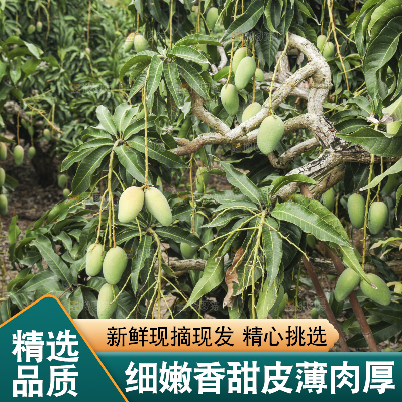 树上的小台芒