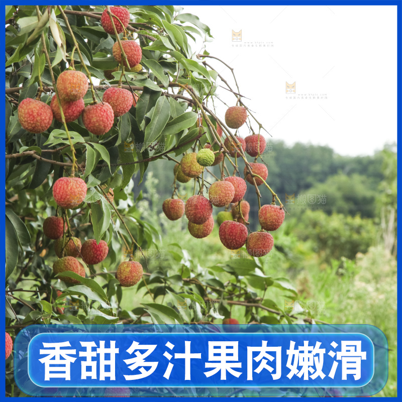 树上的荔枝