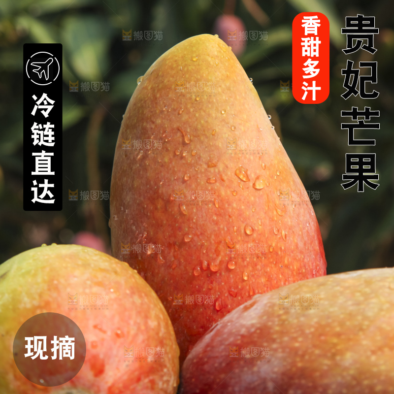 树上的新鲜芒果
