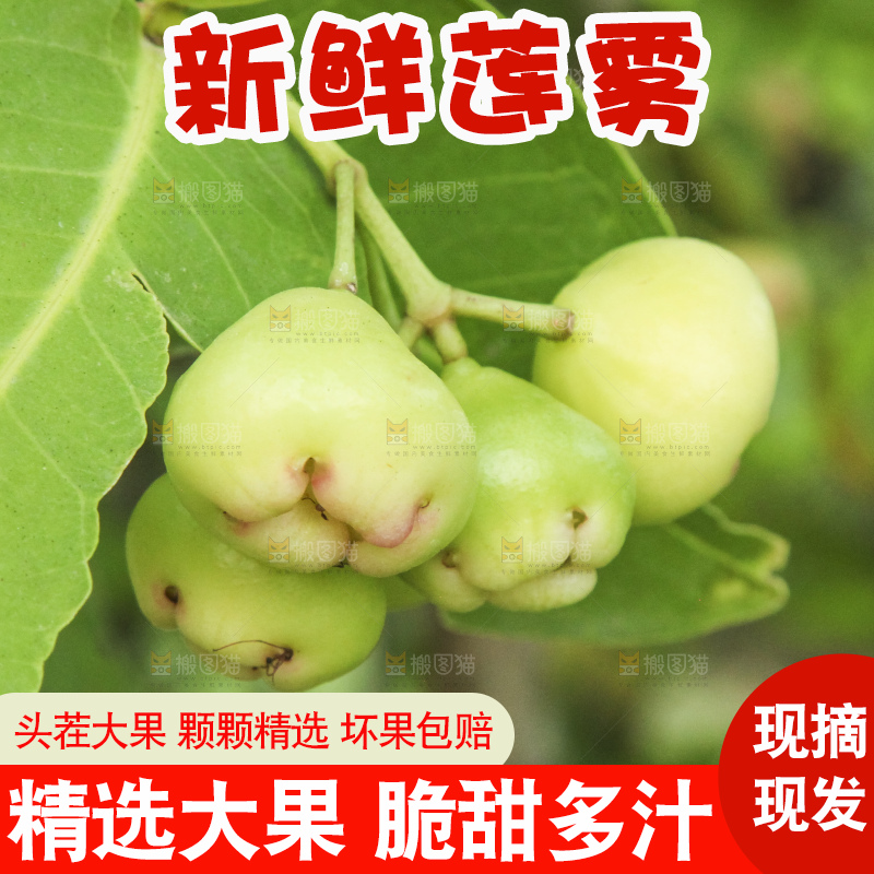 树上的新鲜莲雾