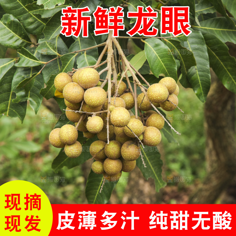 树上的新鲜龙眼