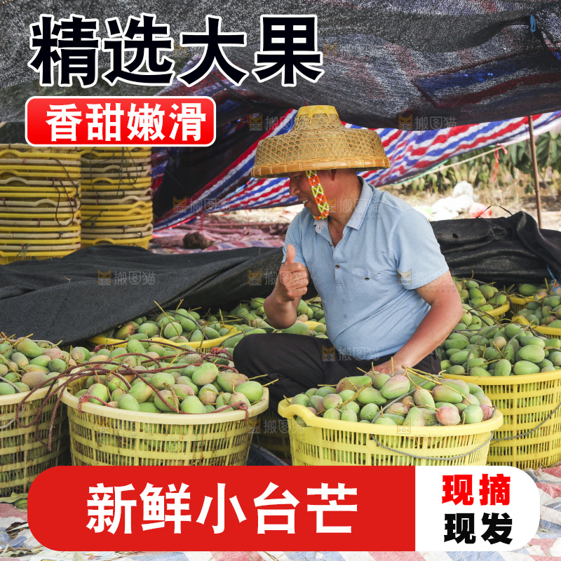 树上的小台芒