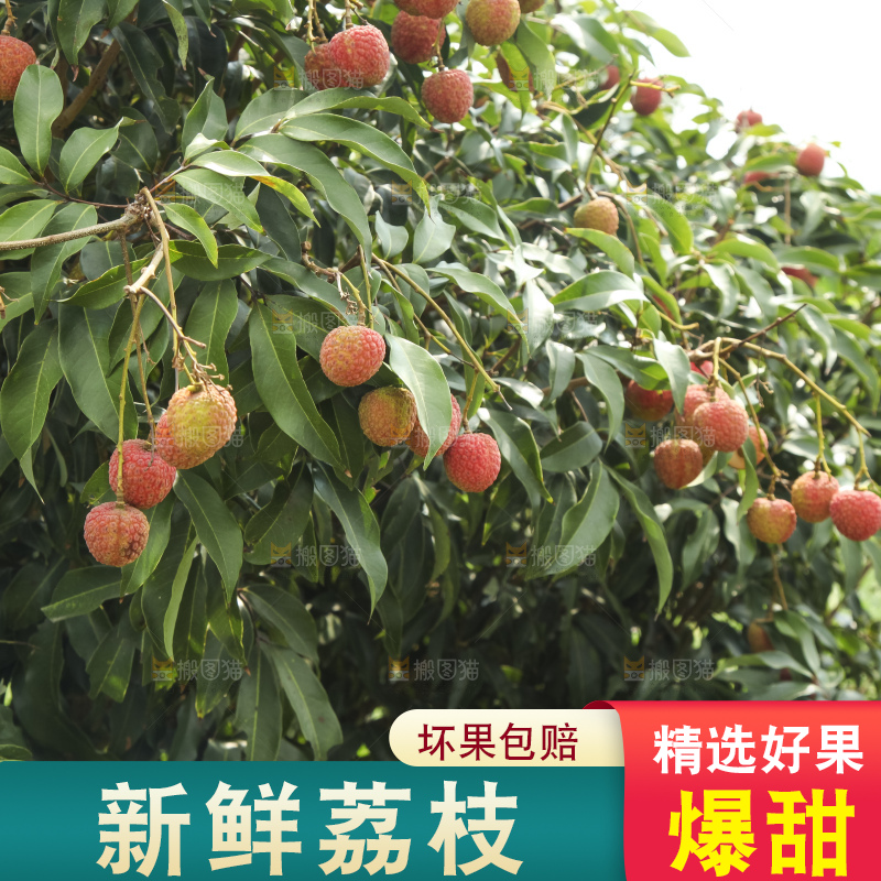 树上的荔枝