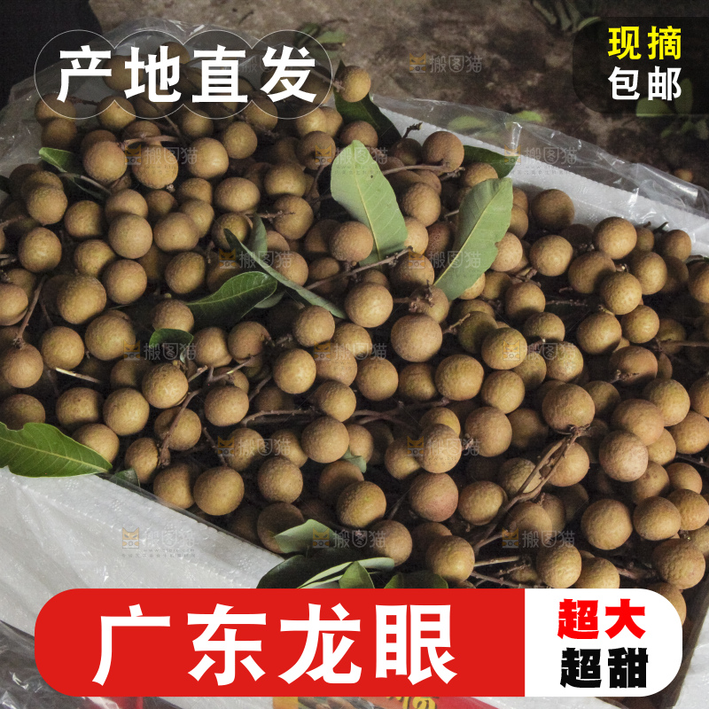 树上的新鲜龙眼