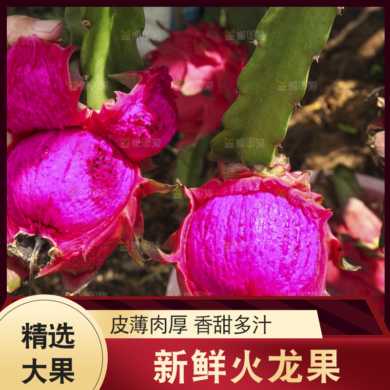 火龙果产地