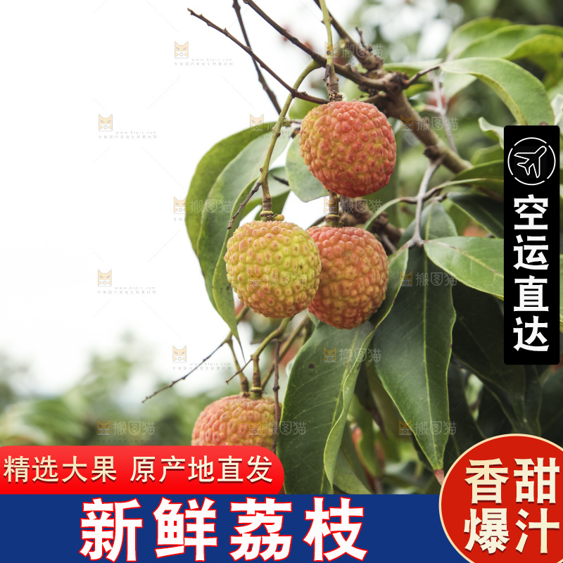 树上的荔枝