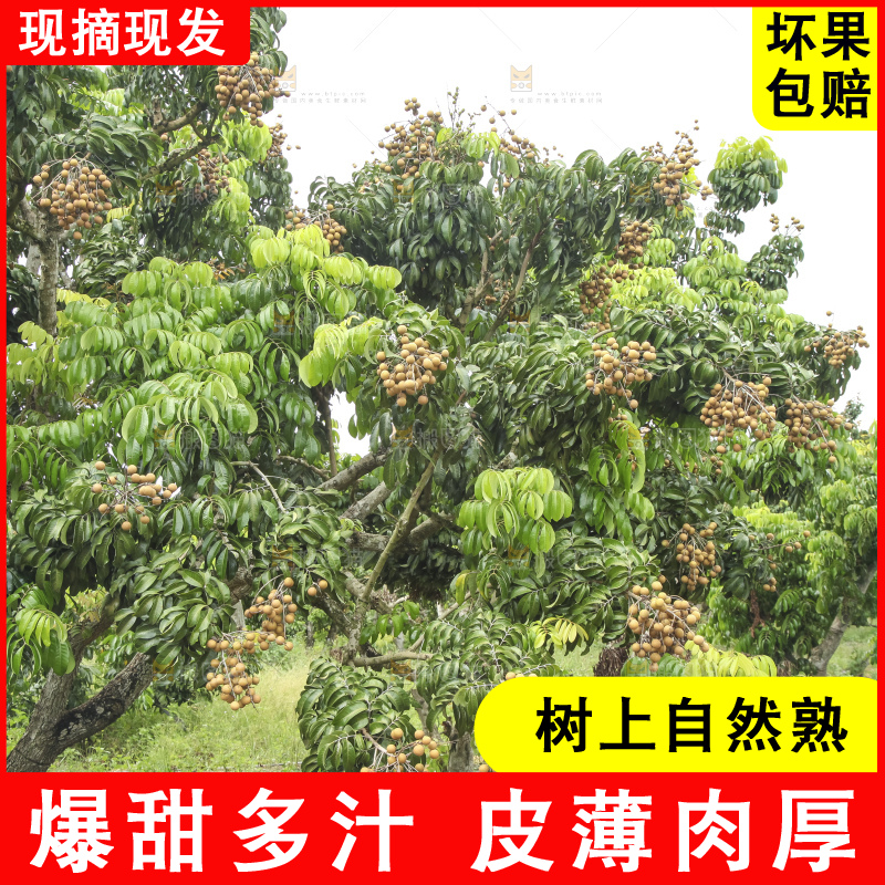 树上的新鲜龙眼