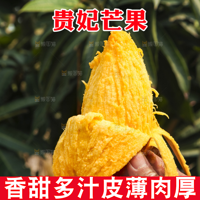 树上的新鲜芒果