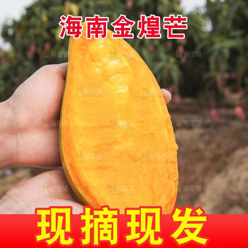 手里拿着金煌芒