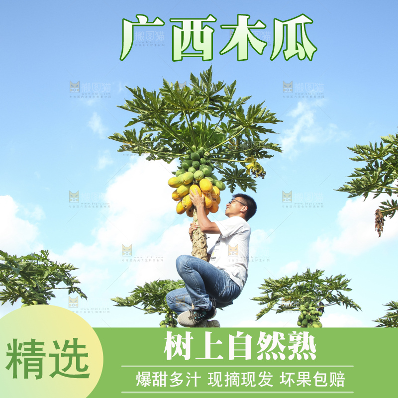 树上的木瓜