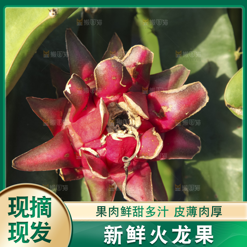 火龙果产地