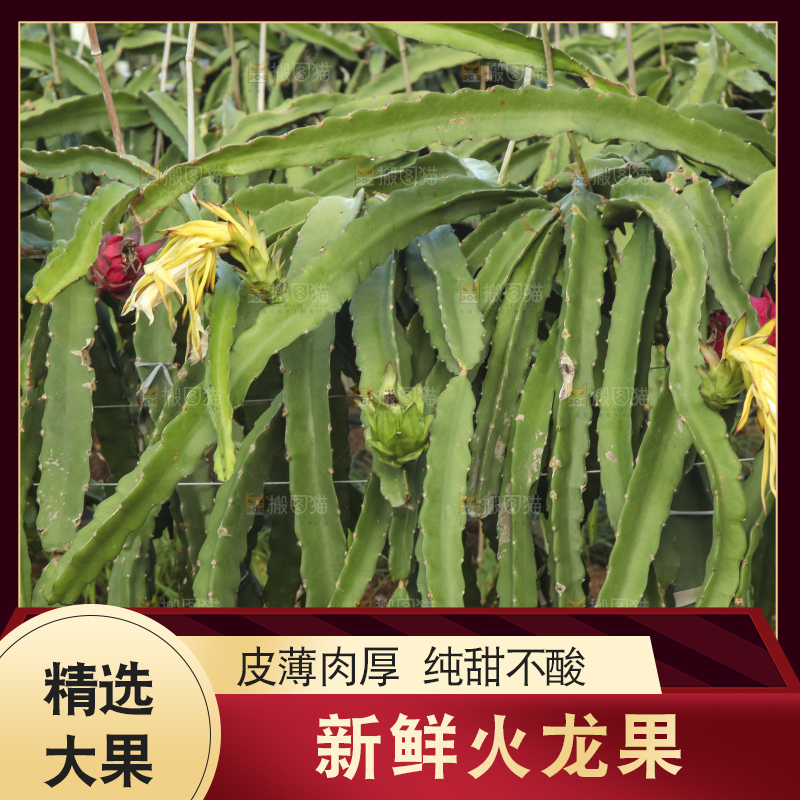 火龙果产地