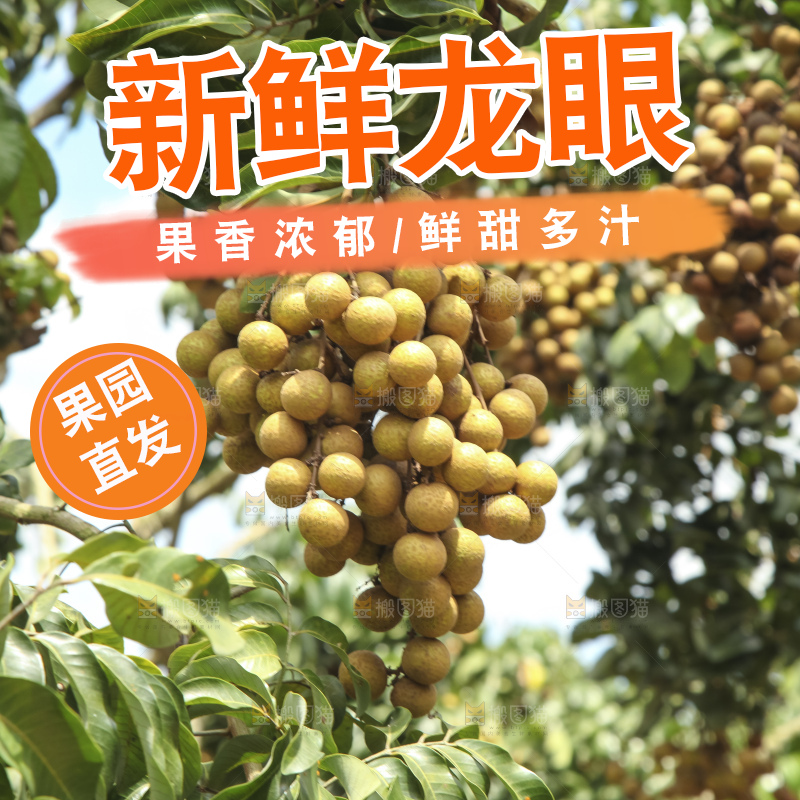树上的新鲜龙眼