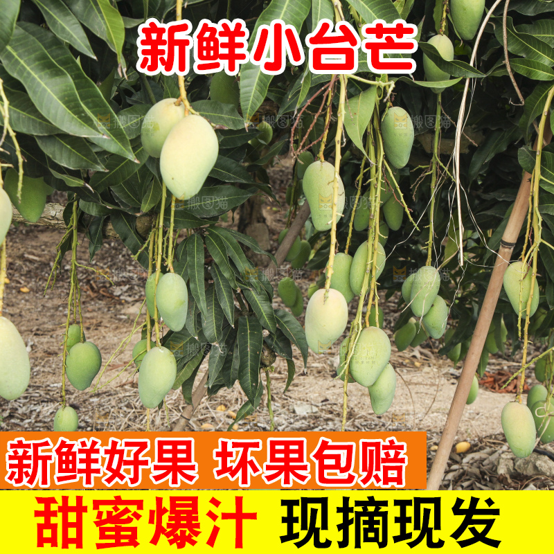 树上的小台芒