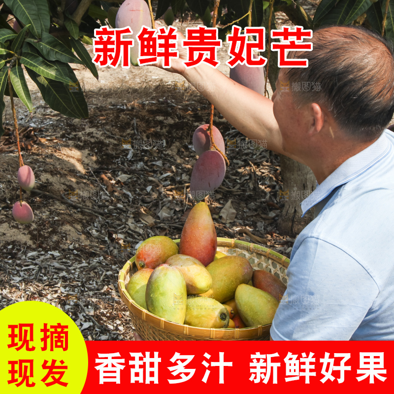 树上的新鲜芒果