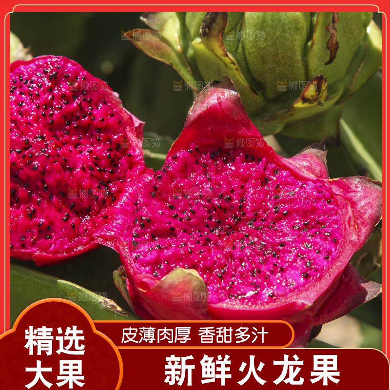 火龙果产地