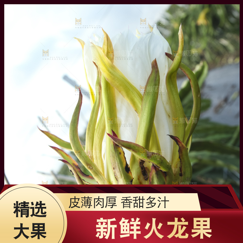 火龙果产地
