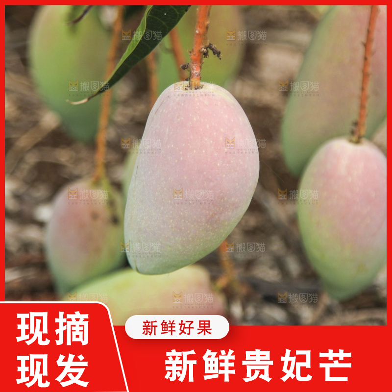 树上的新鲜芒果