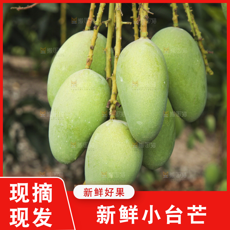 树上的小台芒