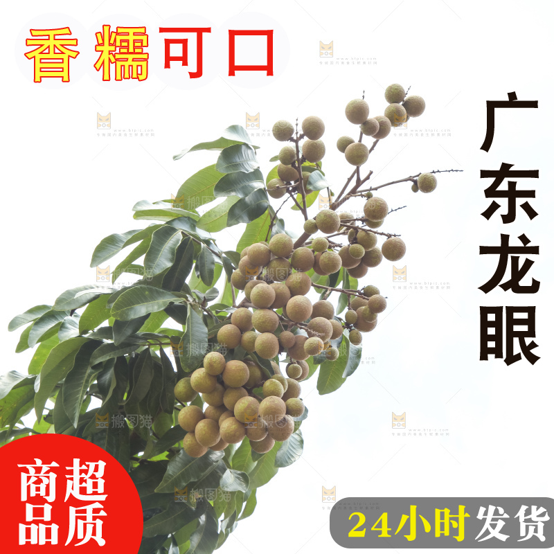 树上的新鲜龙眼