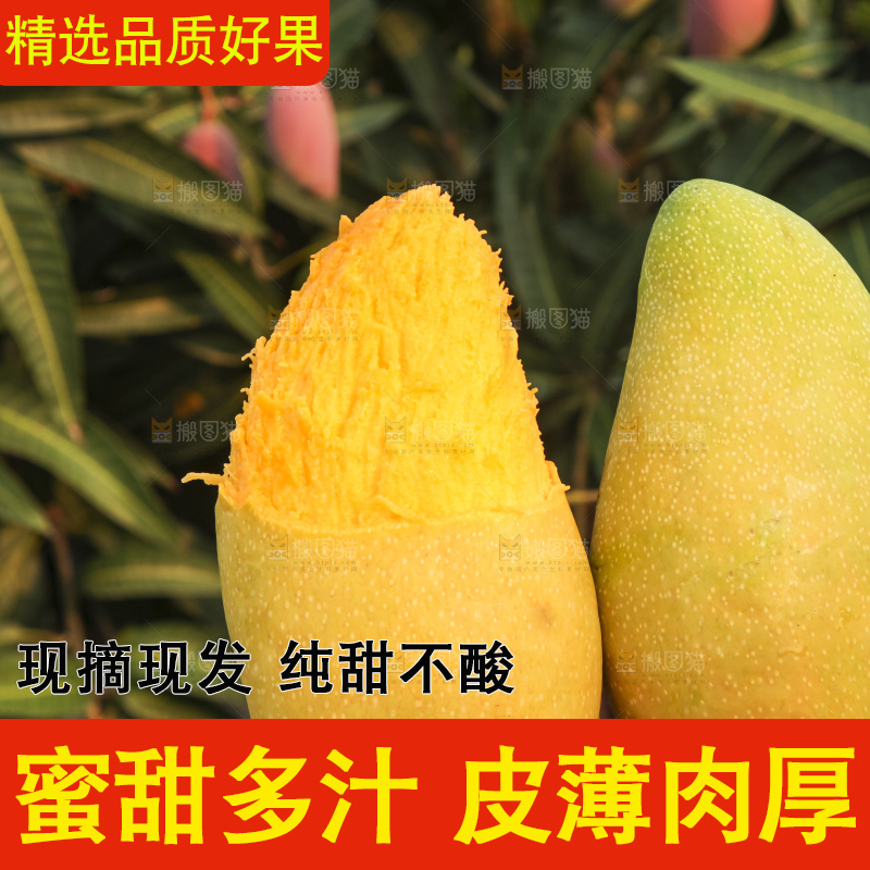 手里拿着金煌芒