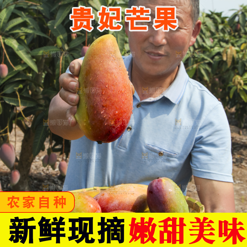 树上的新鲜芒果